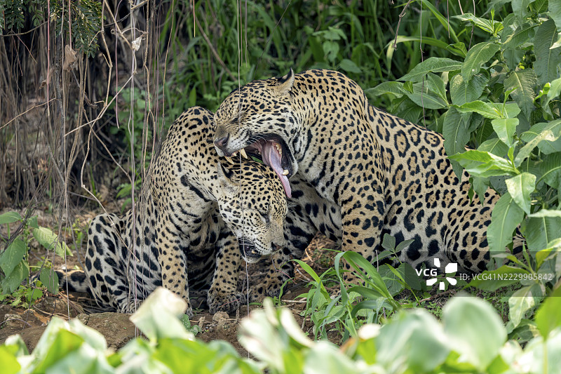 美洲虎(美洲豹),舔另一只美洲虎的头,舌头,梳理毛发,巴西马托格罗索州梅尔加索的北潘塔纳尔,乔塞兰迪亚图片素材
