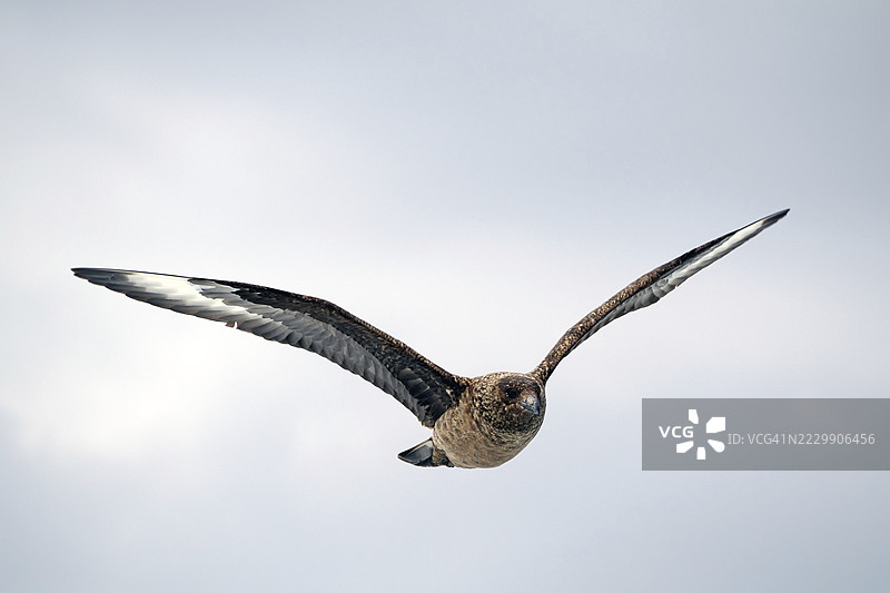 在多云的天空中飞翔的鸟，斯库亚，伟大的斯库亚，诺斯，设得兰群岛，苏格兰，英国图片素材