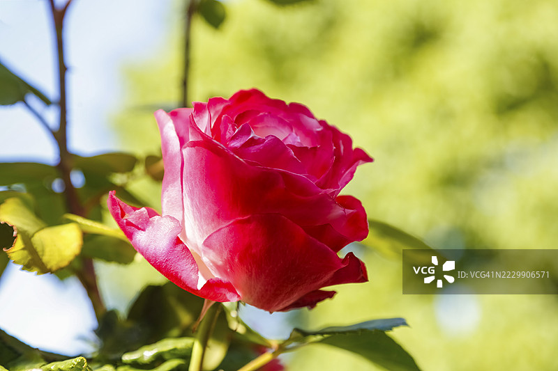 玫瑰（Rosa），栽培玫瑰，红色花朵，绿色叶子，花园，花卉，植物，罗伊特林根，巴登-符腾堡，德国图片素材