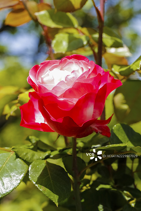 玫瑰（Rosa），栽培玫瑰，白色和红色花朵，绿色叶子，花园，花卉，植物，德国巴登-符腾堡州罗伊特林根图片素材
