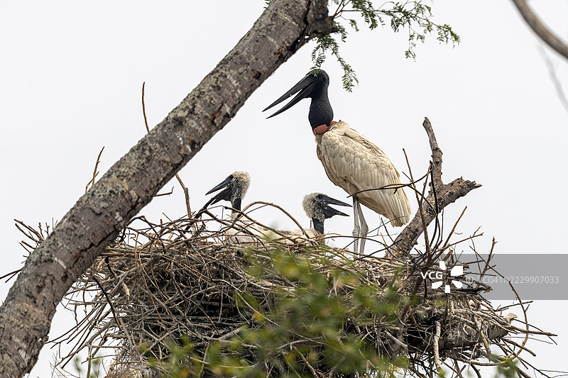 贾比鲁鹳（Jabiru mycteria），在巢中与幼鸟，巴拉昂·德·梅尔加索，马托格罗索，巴西图片素材
