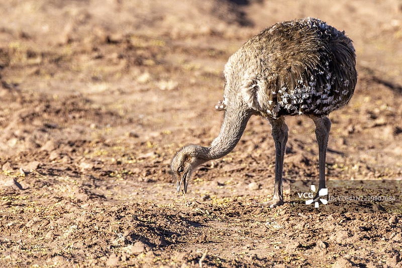 达尔文鸵鸟（Rhea pennata），在安达马卡，奥鲁罗省，玻利维亚觅食图片素材