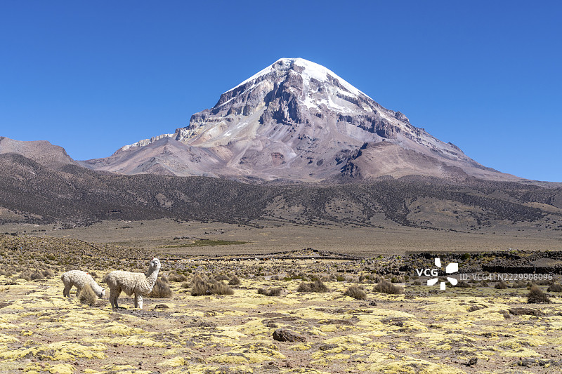 在玻利维亚奥鲁罗省库拉瓦拉德卡兰加斯的萨哈马国家公园，雪覆盖的萨哈马火山前，阿尔帕卡（维库尼亚·帕科斯）与高原植被相映成趣。图片素材