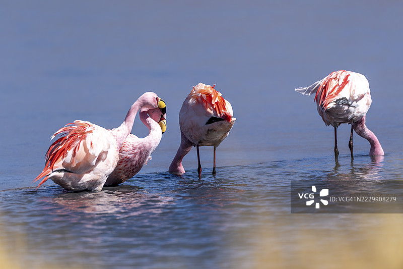 詹姆斯火烈鸟(Phoenicoparrus jamesi),一群在部分结冰的湖水中,冰面,水中的倒影,卡尼帕湖,湖泊路线,圣佩德罗·德·奎梅斯,波托西省,玻利维亚图片素材