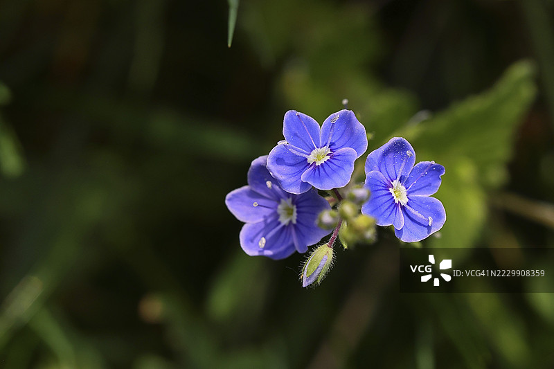 蓝花鼠尾草（Veronica chamaedrys），在落叶林中的花朵，春天，德国北莱茵-威斯特法伦州威尔斯多夫图片素材