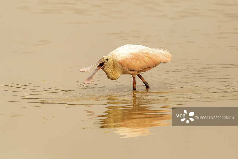 玫瑰鹮（Platalea ajaja），在水中涉水，巴西马托格罗索州阿基达乌纳的塔乌奈图片素材