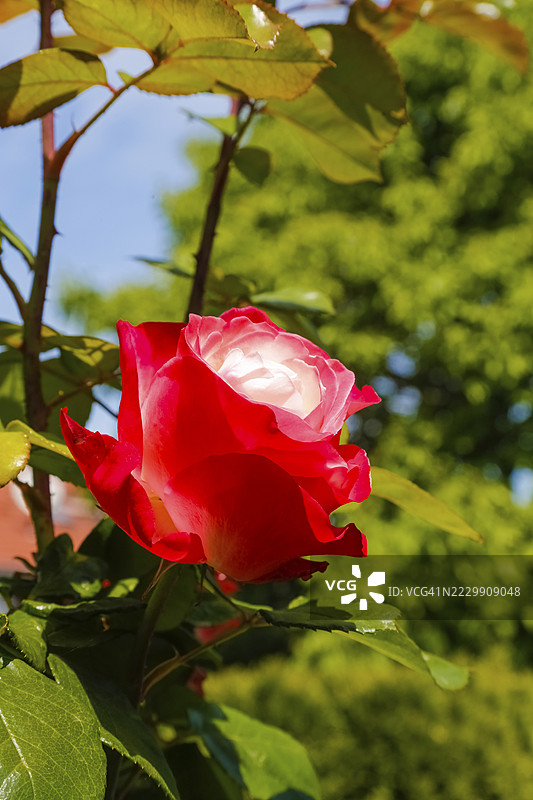 玫瑰(Rosa),栽培玫瑰,白色和红色花朵,绿色叶子,花园,花卉,植物,德国巴登-符腾堡州罗伊特林根图片素材