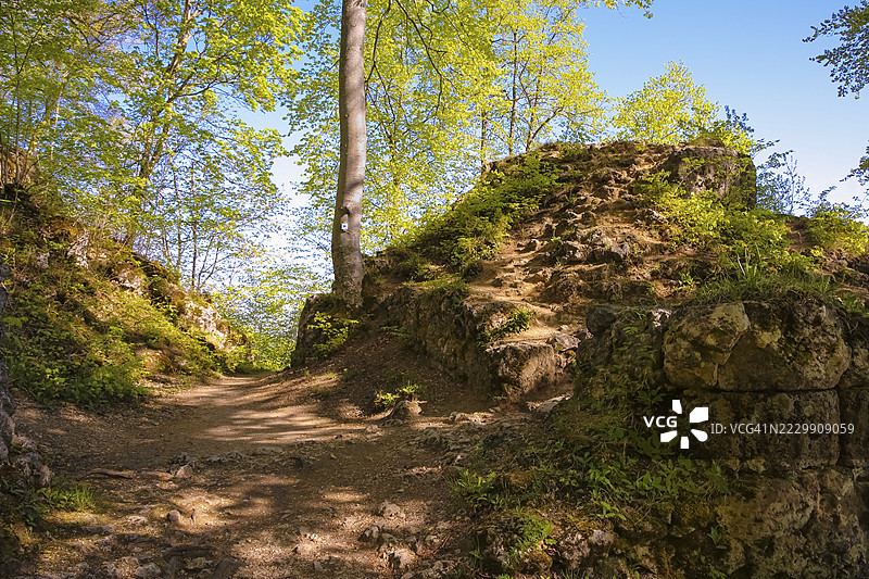 利希滕施泰因城堡遗址,靠近利希滕施泰因城堡,施瓦本汝拉山脉的屋檐,树木,落叶林,霍瑙,利希滕施泰因市,巴登-符腾堡州,德国图片素材