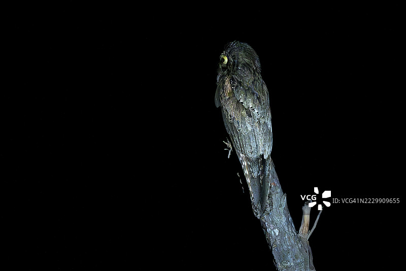 巨型日睡鼠（Nyctibius grandis），夜间，巴西马托格罗索州阿基达瓦纳的图奈图片素材