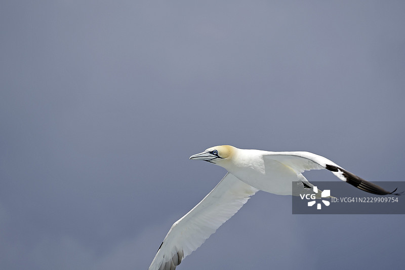 一只展翅飞翔的海鸥在蓝色多云的天空中，诺斯，设得兰群岛，苏格兰，英国图片素材
