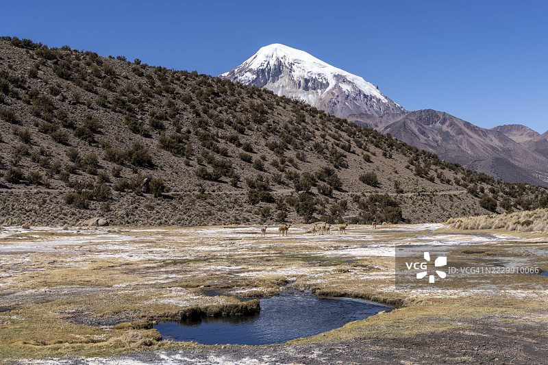 在玻利维亚奥鲁罗省库拉瓦拉德卡兰加斯的萨哈马国家公园，热泉后面有维库尼亚（Vicugna vicugna）和热水。图片素材