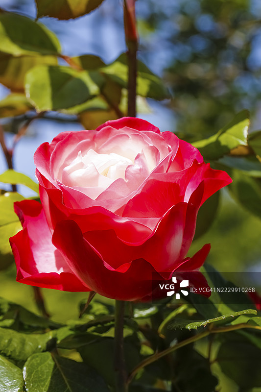玫瑰（Rosa），栽培玫瑰，白色和红色花朵，绿色叶子，花园，花卉，植物，德国巴登-符腾堡州罗伊特林根图片素材