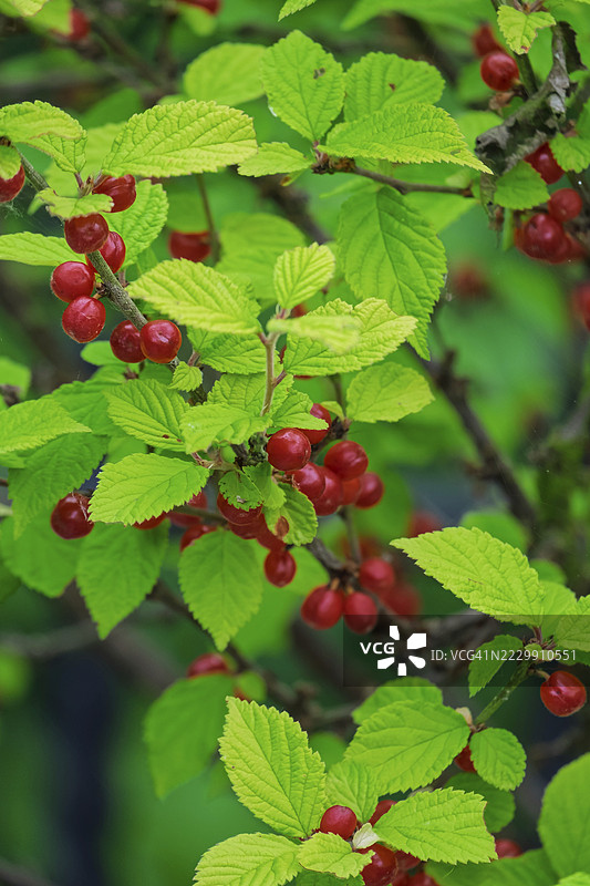 毛樱桃（Prunus tomentosa）的果实，荷兰图片素材