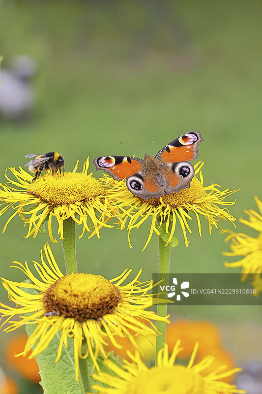孔雀蝶（Aglais io）与大毛蜂（Bombus magnus）在德国北莱茵-威斯特法伦州威尔斯多夫的一朵大特雷基花（Telekia speciosa）上。图片素材