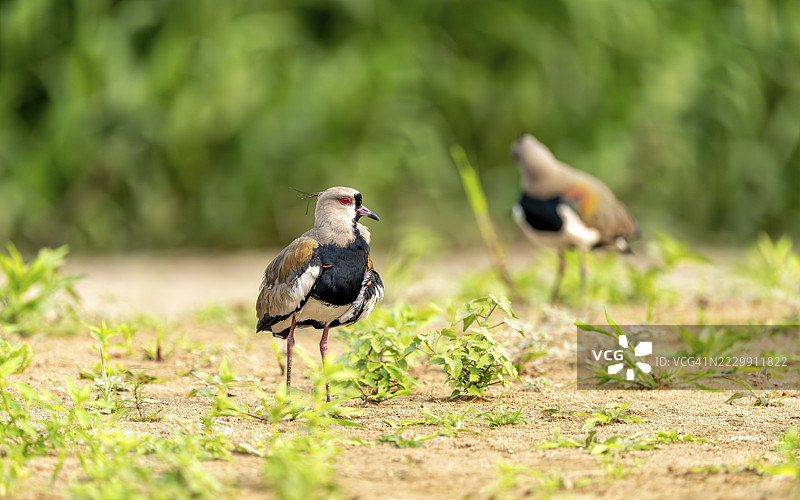 青铜环翅鸻(Vanellus chilensis),巴西南马托格罗索州,科伦巴,尼科兰迪亚图片素材