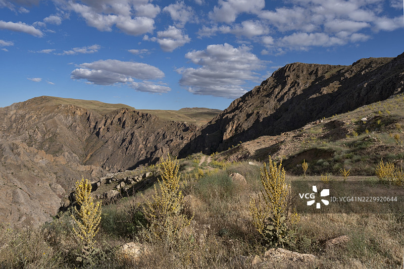 Divriği山丘上的野生灯心草花图片素材