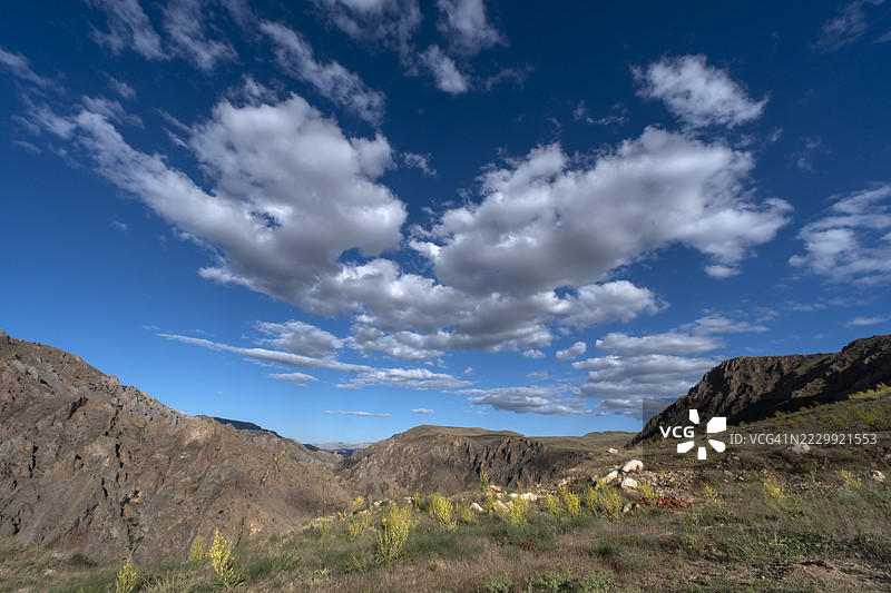 Divriği山丘上的野生灯心草花图片素材