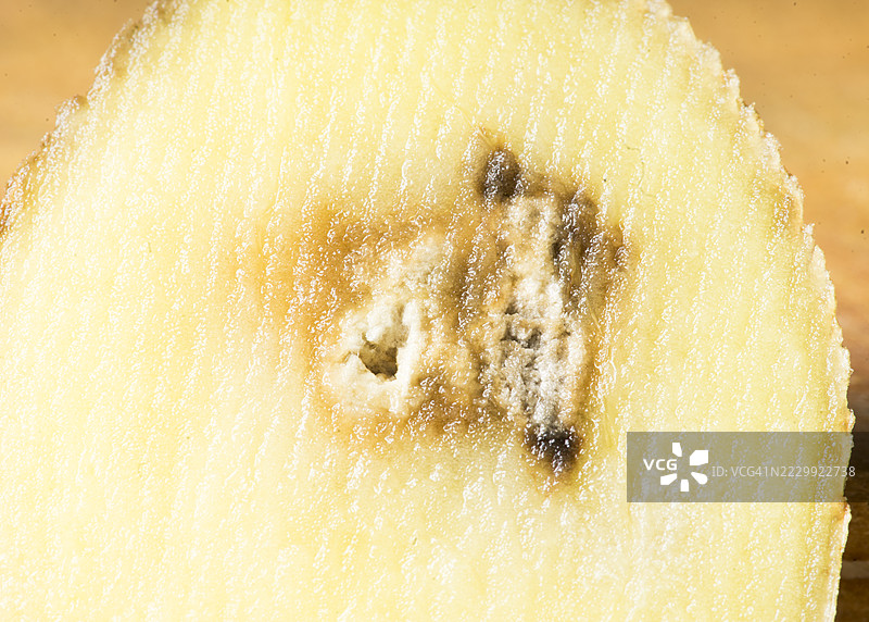 生土豆切片显示腐烂或病斑图片素材