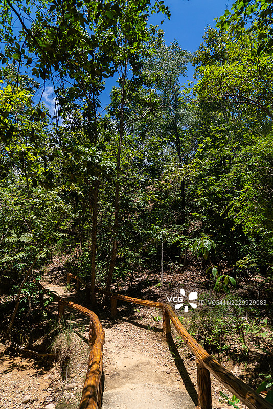 泰国因他农国家公园的山间常绿森林徒步小径图片素材