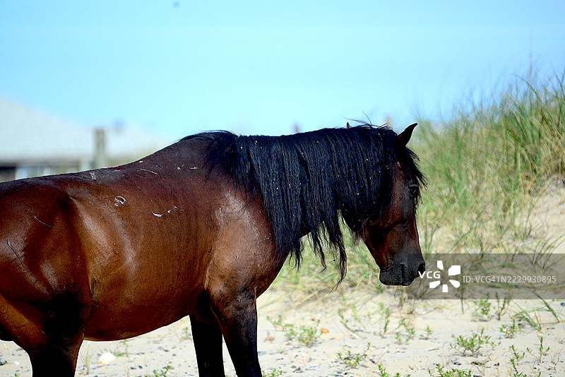 银行家马图片素材