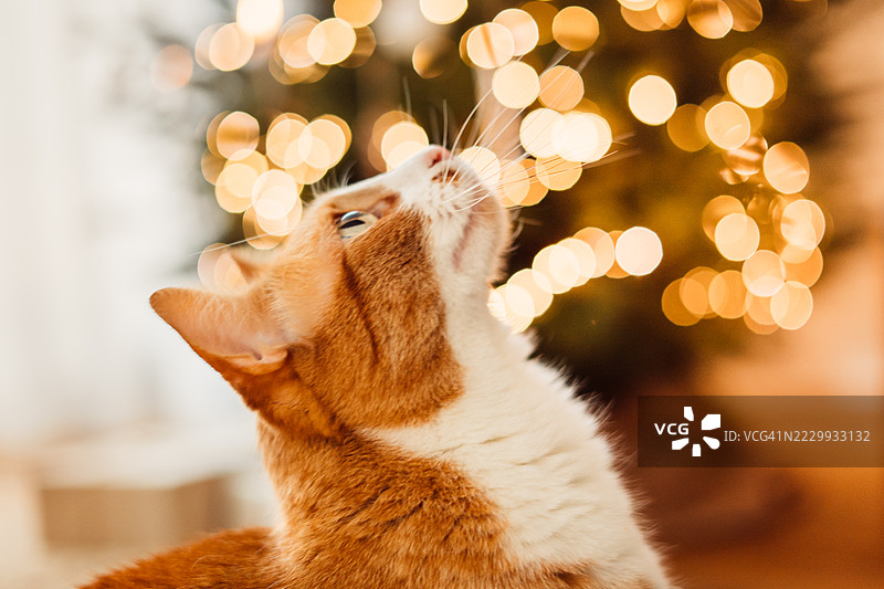 一只好奇的姜黄色家猫。圣诞气氛。图片素材