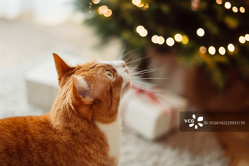 一只姜黄色的家猫好奇地看着，充满圣诞气氛。图片素材