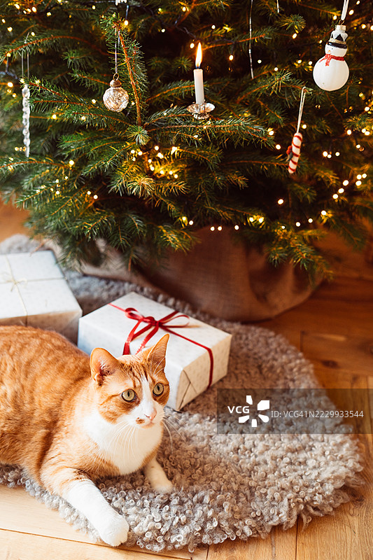 温馨的圣诞树旁有猫咪和礼物图片素材