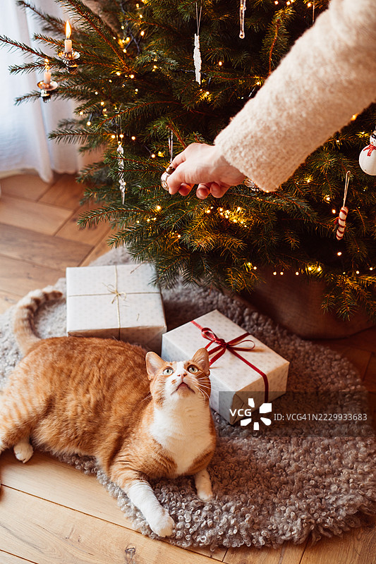 一只好奇的姜黄色家猫。圣诞气氛。图片素材