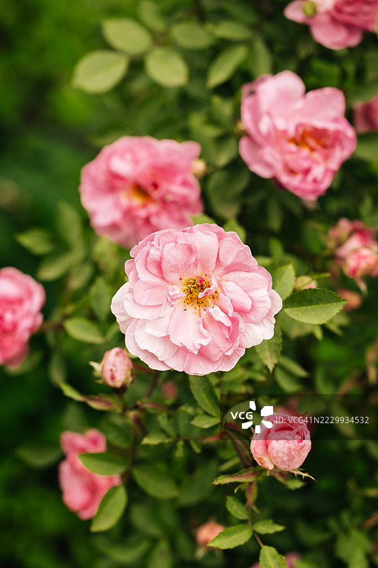 花园中盛开的美丽粉色玫瑰图片素材