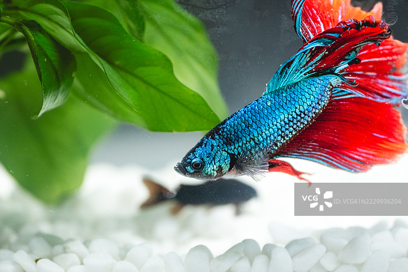 蓝色鱼与红色尾巴 - 水中的公鸡和绿植，水族箱内图片素材
