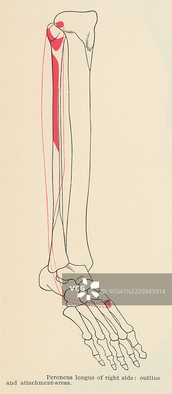 老式雕刻插图，展示腓骨长肌或腓骨长肌，这是小腿外侧腔的一个表层肌肉。图片素材