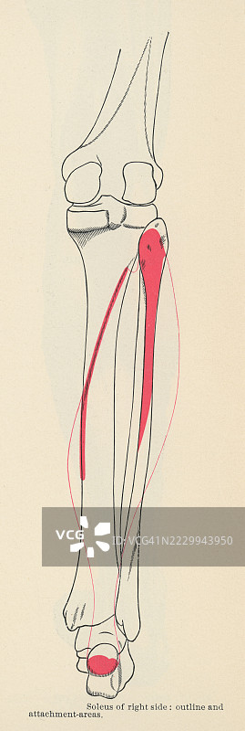 老式雕刻插图，展示了腓肠肌，这是一块位于小腿后部的强大肌肉。图片素材