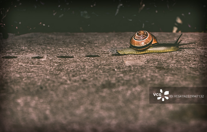 棕色蜗牛在路面上爬行的特写镜头图片素材