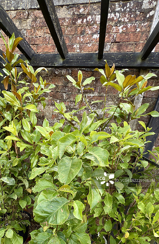 年轻的柠檬树（Citrus limon）在花盆中生长的特写图片素材