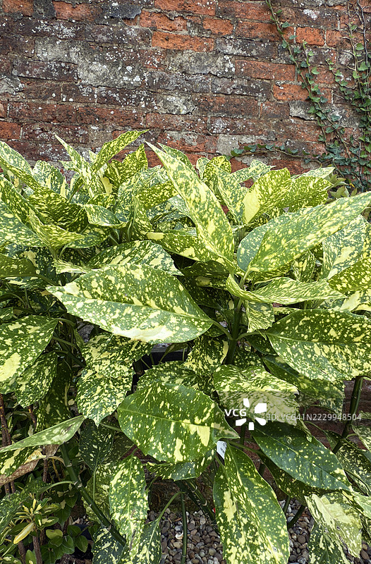 日本冬青（Aucuba japonica）叶子的特写图片素材