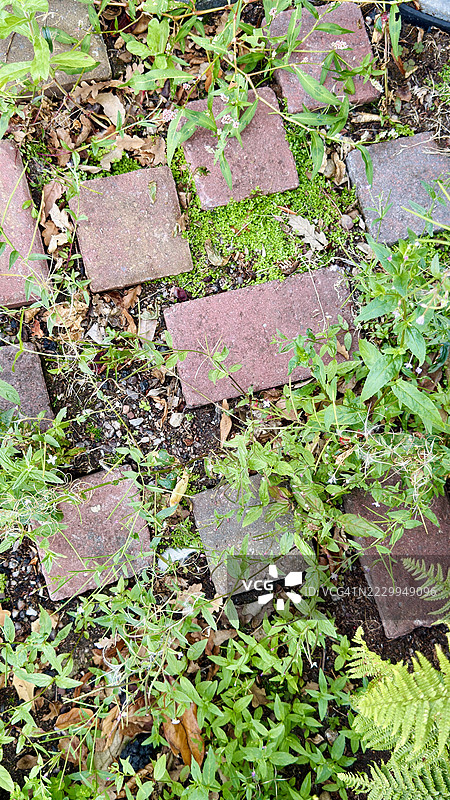 长满苔藓和杂草的砖石小径特写图片素材