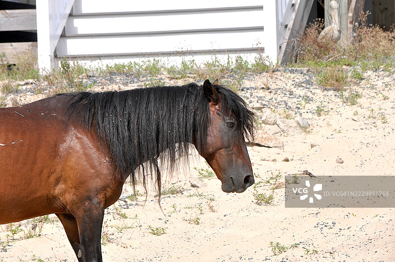 银行家马图片素材