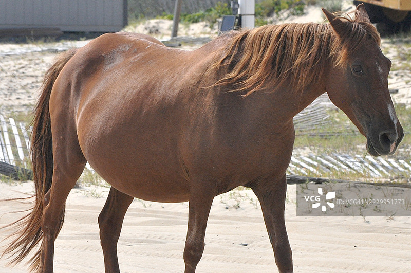 银行家马图片素材