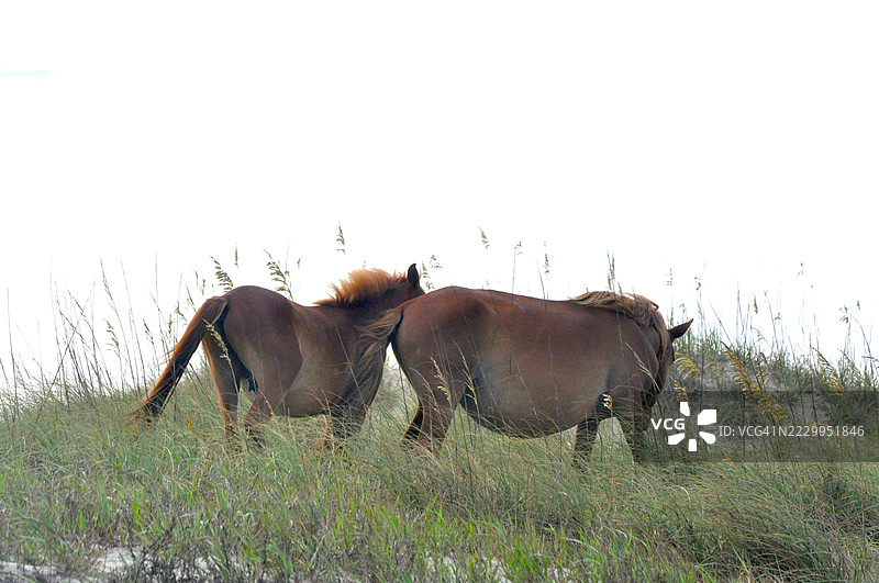 银行马图片素材