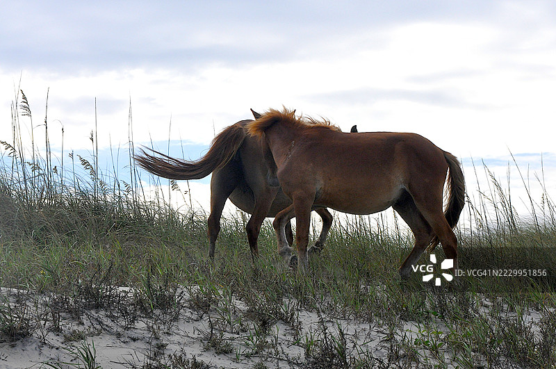 银行马图片素材