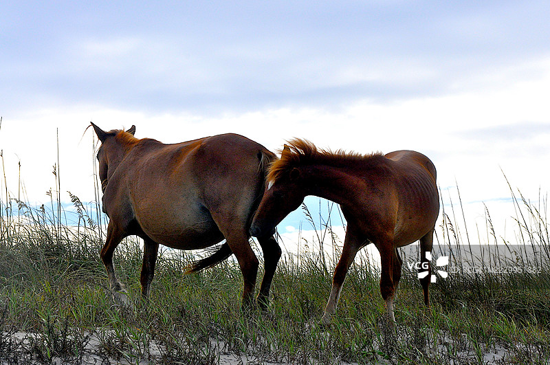 银行马图片素材