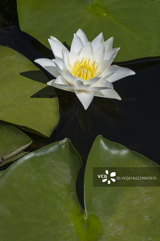 土耳其萨卡里亚省的阿卡尔拉洪泽（洪泛森林，苏巴萨尔森林）图片素材