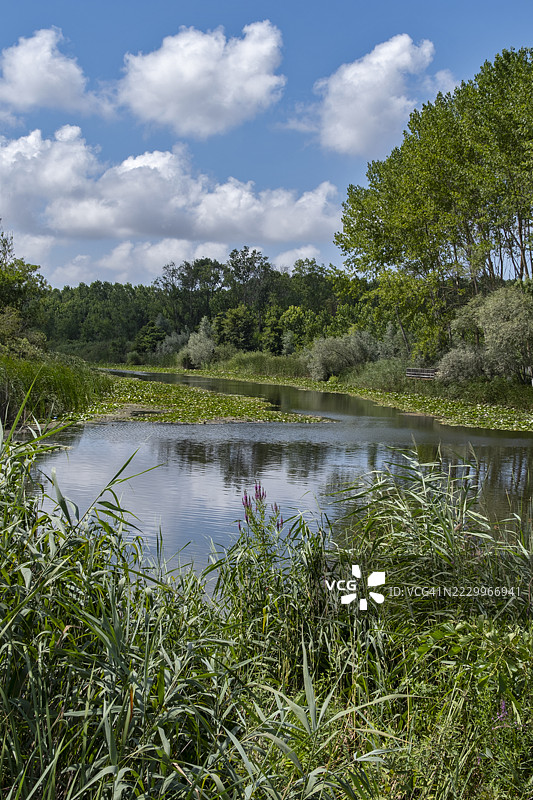 土耳其萨卡里亚省的阿卡尔拉洪泽（洪泛森林，亚湿地森林）图片素材