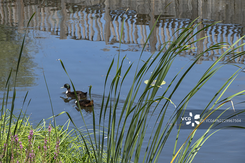 土耳其萨卡里亚省的阿卡尔拉洪泽（洪泛森林，苏巴萨尔森林）图片素材