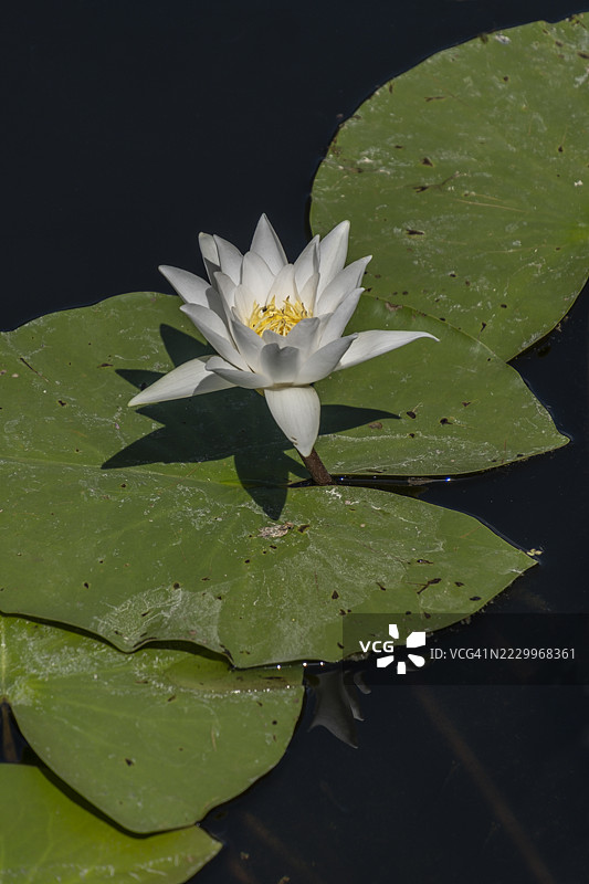 土耳其萨卡里亚省的阿卡尔拉洪泽（洪泛森林，亚湿地森林）图片素材