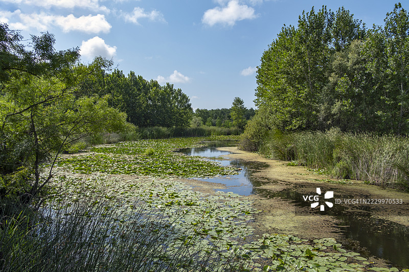 土耳其萨卡里亚省的阿卡尔拉洪泽（洪泛森林，亚湿润森林）图片素材