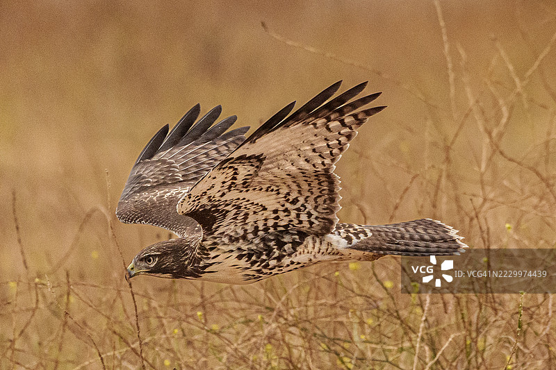 红尾鹰图片素材