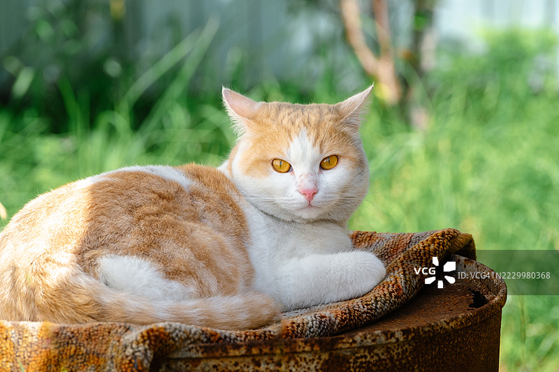 可爱的姜黄色猫咪，身上有白色斑点和黄色眼睛，躺在户外的床上。图片素材