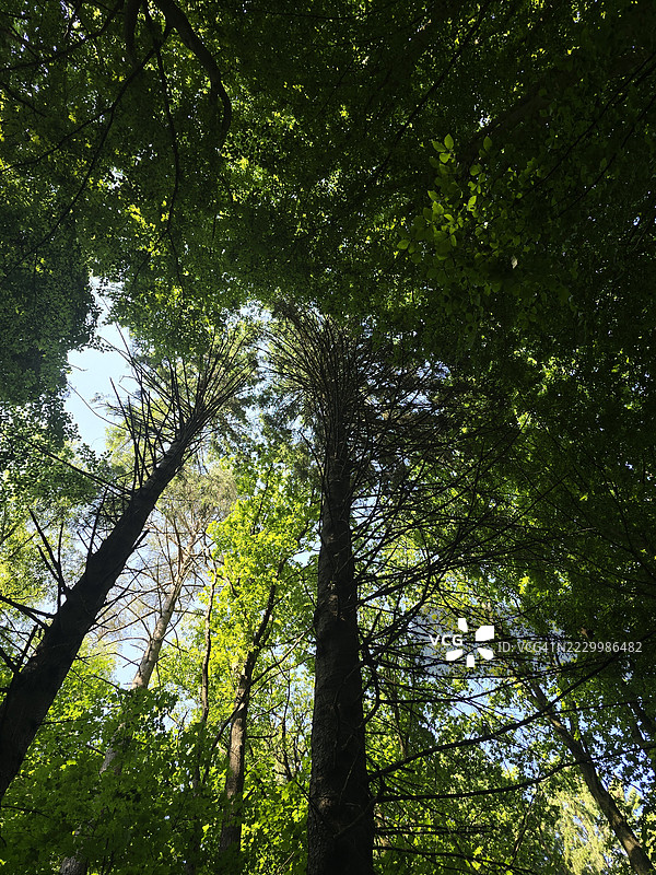 森林中的树木图片素材