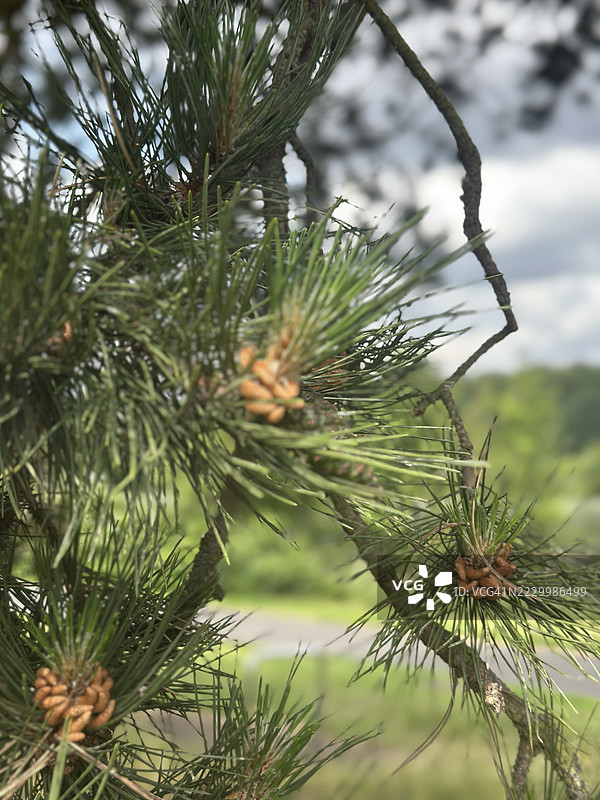 植物特写图片素材